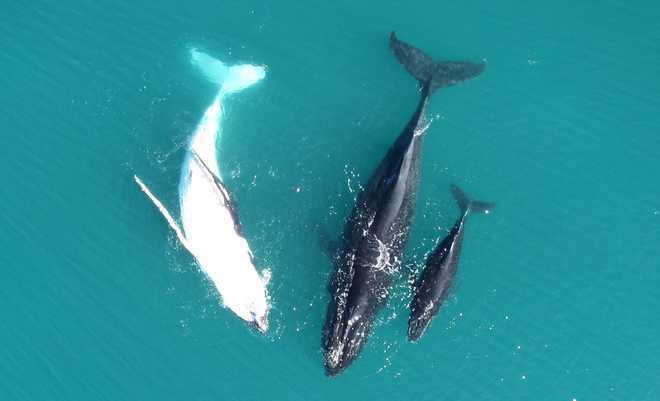 Blue whales worldwide singing little flat