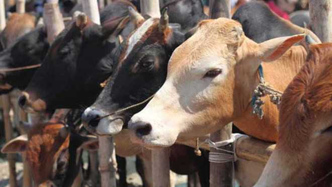 In Alwar, where cow vigilantes rule, BJP wary