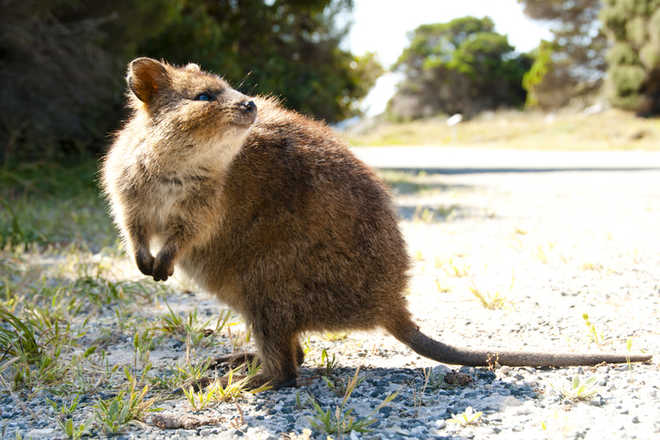 Extinction warning for Australia''s truffle-eating ''rat-kangaroo''