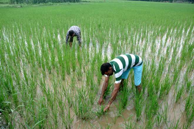 Rice plants may help clean wastewater from farms