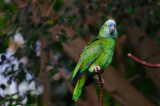 Parrot genome reveals insights into longevity, cognition