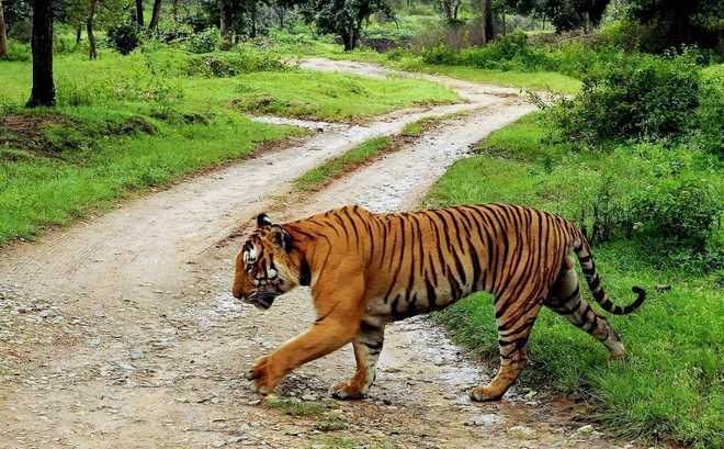 Maha Tiger Electrocuted In Farm Near Tadoba Andhari Reserve The Tribune India