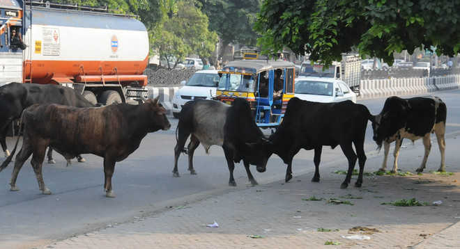 NGO files PIL on stray cattle menace