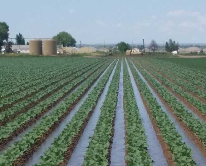 Una irrigation plans hit for want of staff, funds