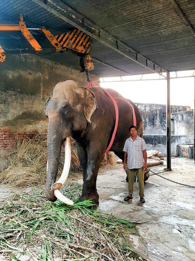 Raj Mangal, oldest elephant at Chhatbir Zoo, dies at 70