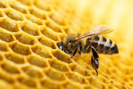Attacked by bees; six people stung amid heavy traffic