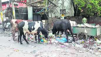 Stray cattle a menace for Ambala residents