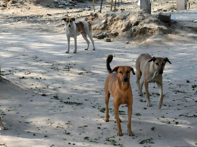 Youngster mauled to death by stray dogs