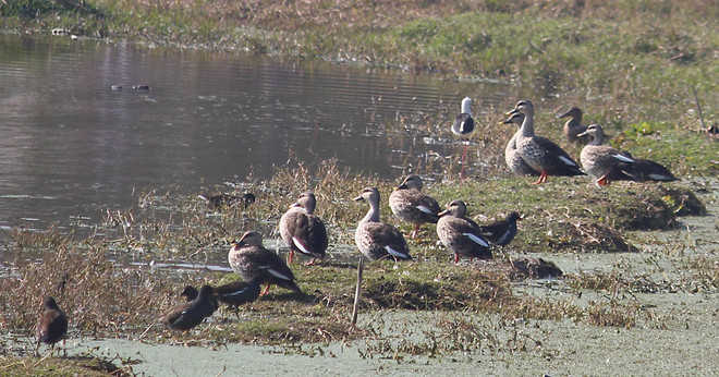 Wildlife Dept to relist wetlands in region