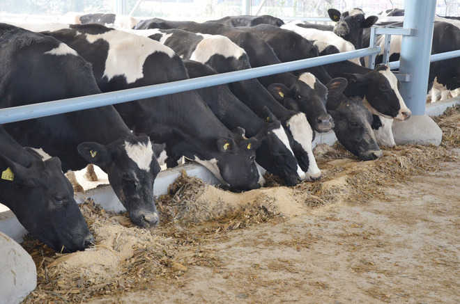 Right management of livestock in winter a must, says expert