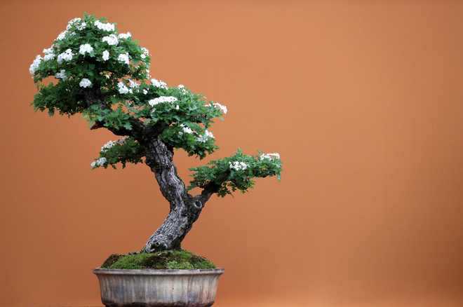 ‘Growing bonsai offers relaxing pastime’