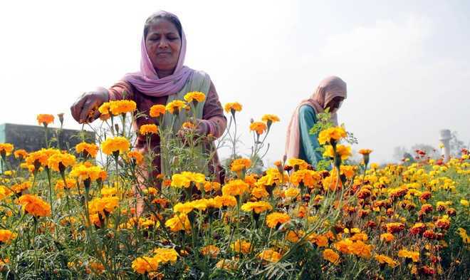Budget fails to cheer flower cultivators