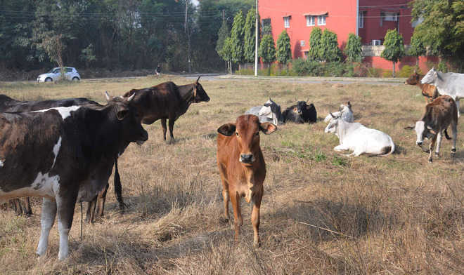 UP Police say 4 men arrested in Bulandshahr cowslaughter ‘innocent’