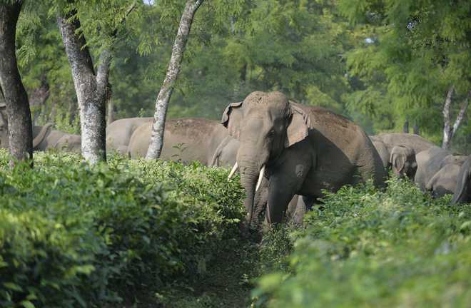 In a first, Kerala captive jumbos get own genetic IDs