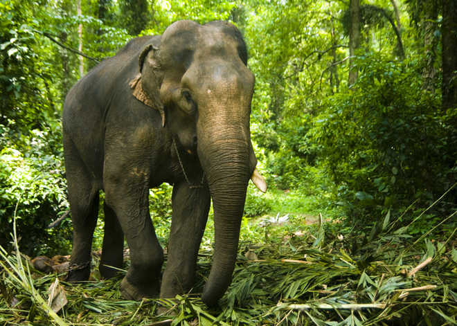 Scary jumbo tales from Munnar