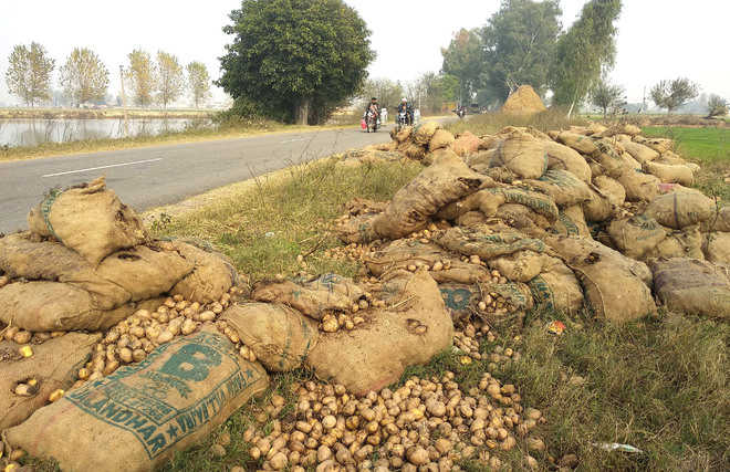 Glut hits potato farmers again