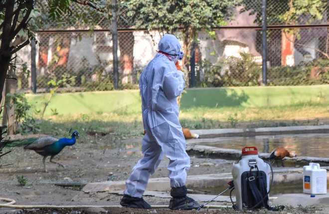 Patna zoo closed after bird flu scare