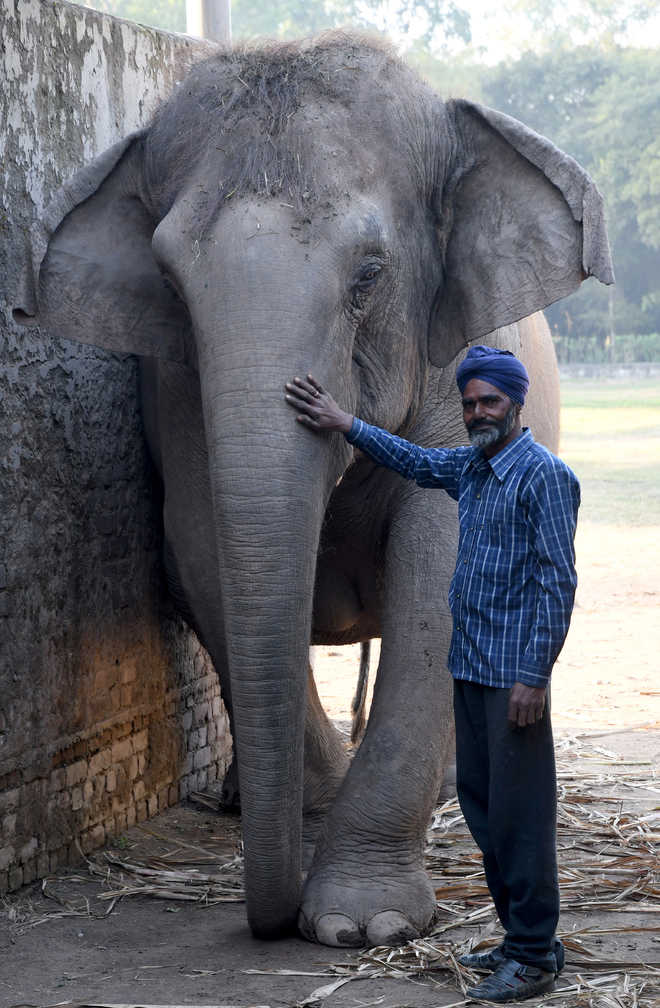 Men who see the elephant — mahouts of Chhatbir Zoo