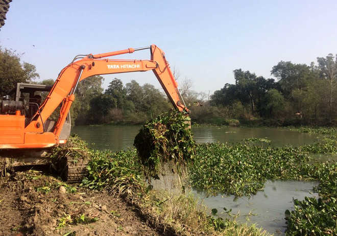 Kanjli cleaned on wetland day : The Tribune India