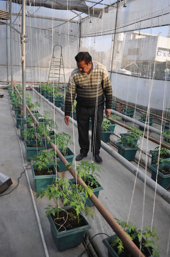 ‘Hydroponics can grow rooftop gardens’