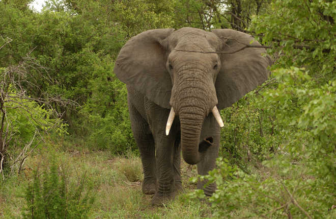 Leading Ivory Trade Investigator Murdered In Kenya The Tribune India   2018 2$largeimg05 Monday 2018 195917687 