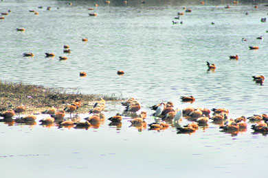 Rise in numbers of migratory birds at Asan wetland