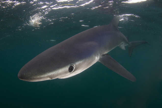 Shark skin inspires design for better drones, planes, cars