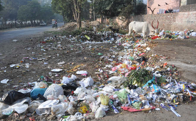 Lahore High Court imposes ban on use of polythene bags