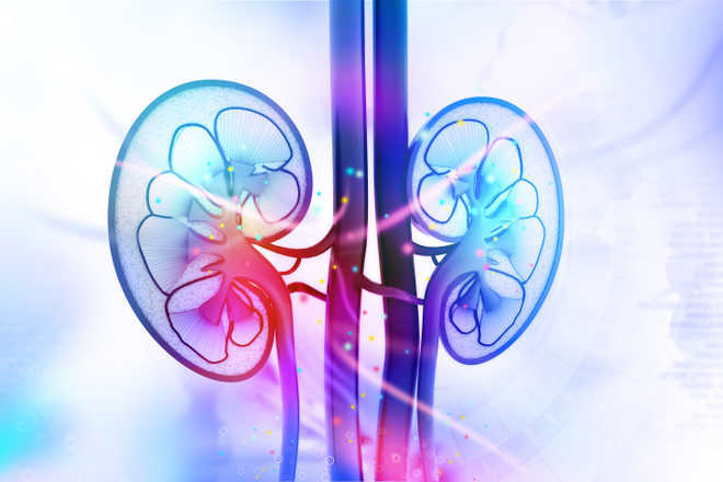 Human kidney tissue capable of producing urine developed