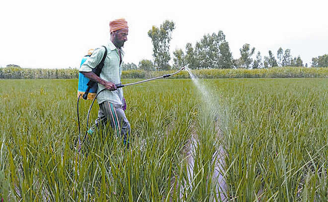 Punjab ban on some pesticides leaves dealers in a fix