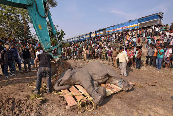 5 elephants killed by speeding train in Assam, probe ordered