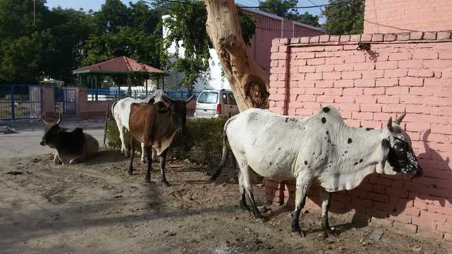 Rs 5,100 fine for abandoning milch cows