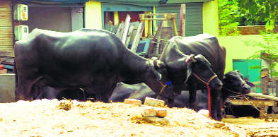 Project to shift dairies in limbo