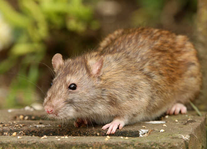 Alzheimer’s disease reversed in mice