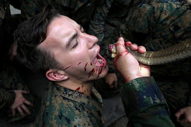 Marines drink cobra blood in US-Thai war drills
