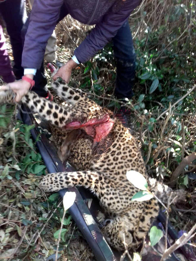Two leopards fall prey to poachers; FIR registered