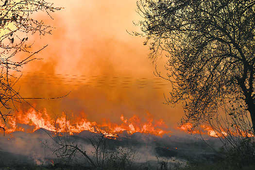 Frame policy to stop stubble burning: NGT