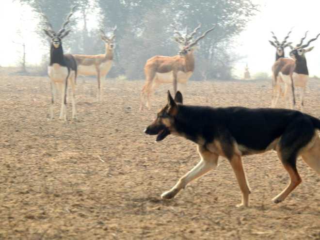 Three Fatehabad villages to have wildlife reserves