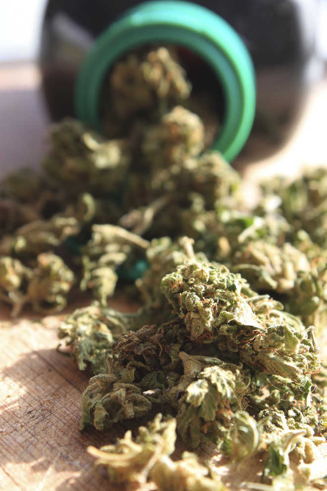 Light marijuana use not linked to kidney disease: Study