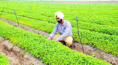 Vegetable nursery gains ground for farmers