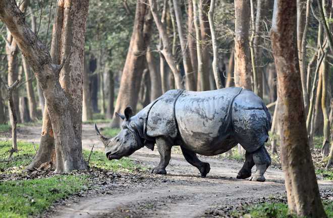 102 rhinos in Assam''s Pobitora wildlife sanctuary: Census