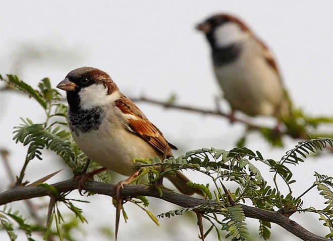 City residents worried over rare sighting of house sparrows