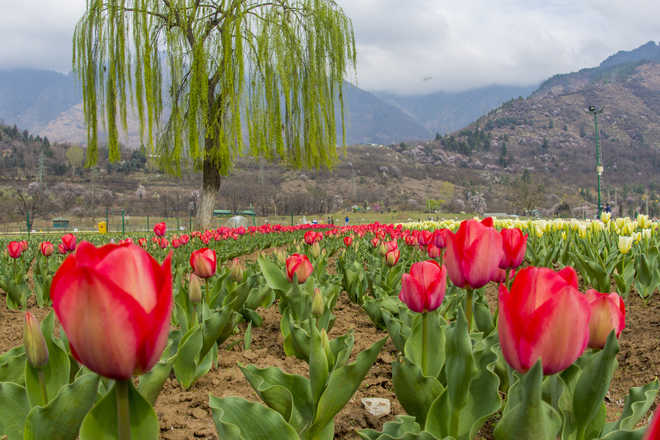 Tulip Garden to open on March 25