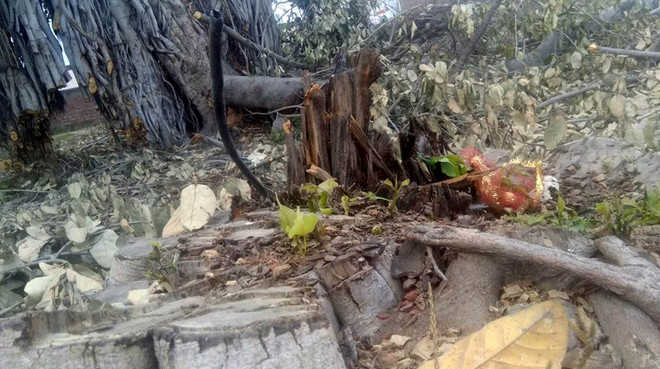 NGOs unhappy with axing of trees