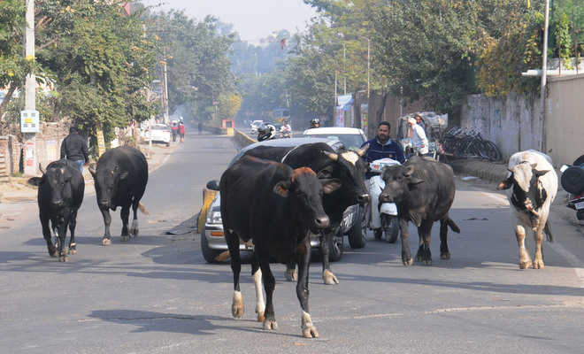 Stray cattle menace continues unabated in city, issue widely debated on social media