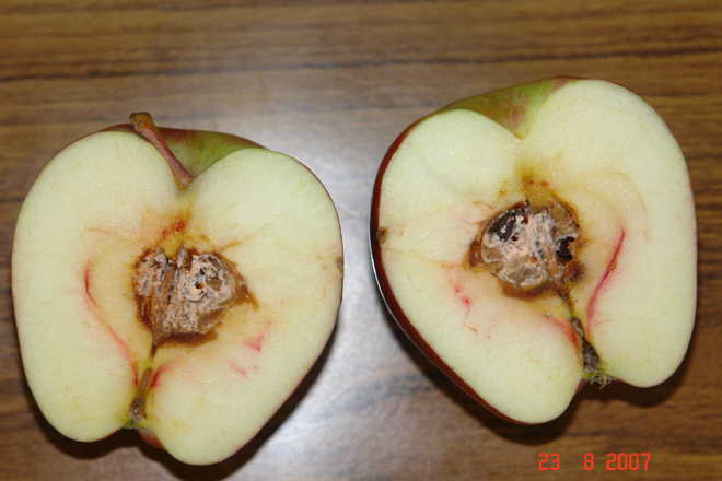 Core rot disease a threat to apple crop in HP