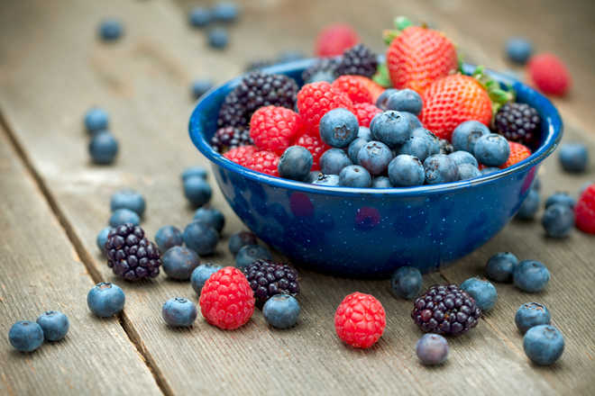 Berry pigments may help treat cancer