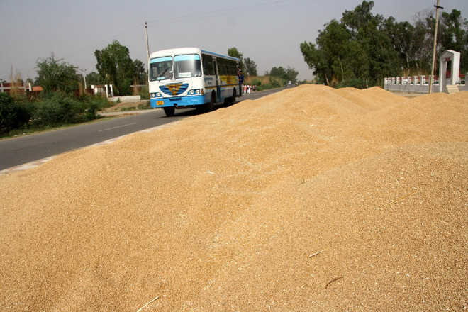 Mandi short of space, wheat dumped on NH-10 in Rohtak
