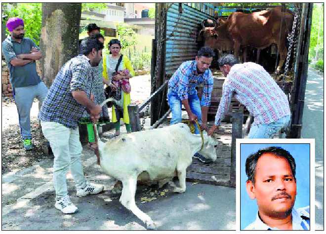 Stray cattle claim biker’s life in Mohali