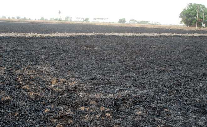 Fire engulfs standing sugarcane, wheat crops in Karnal village